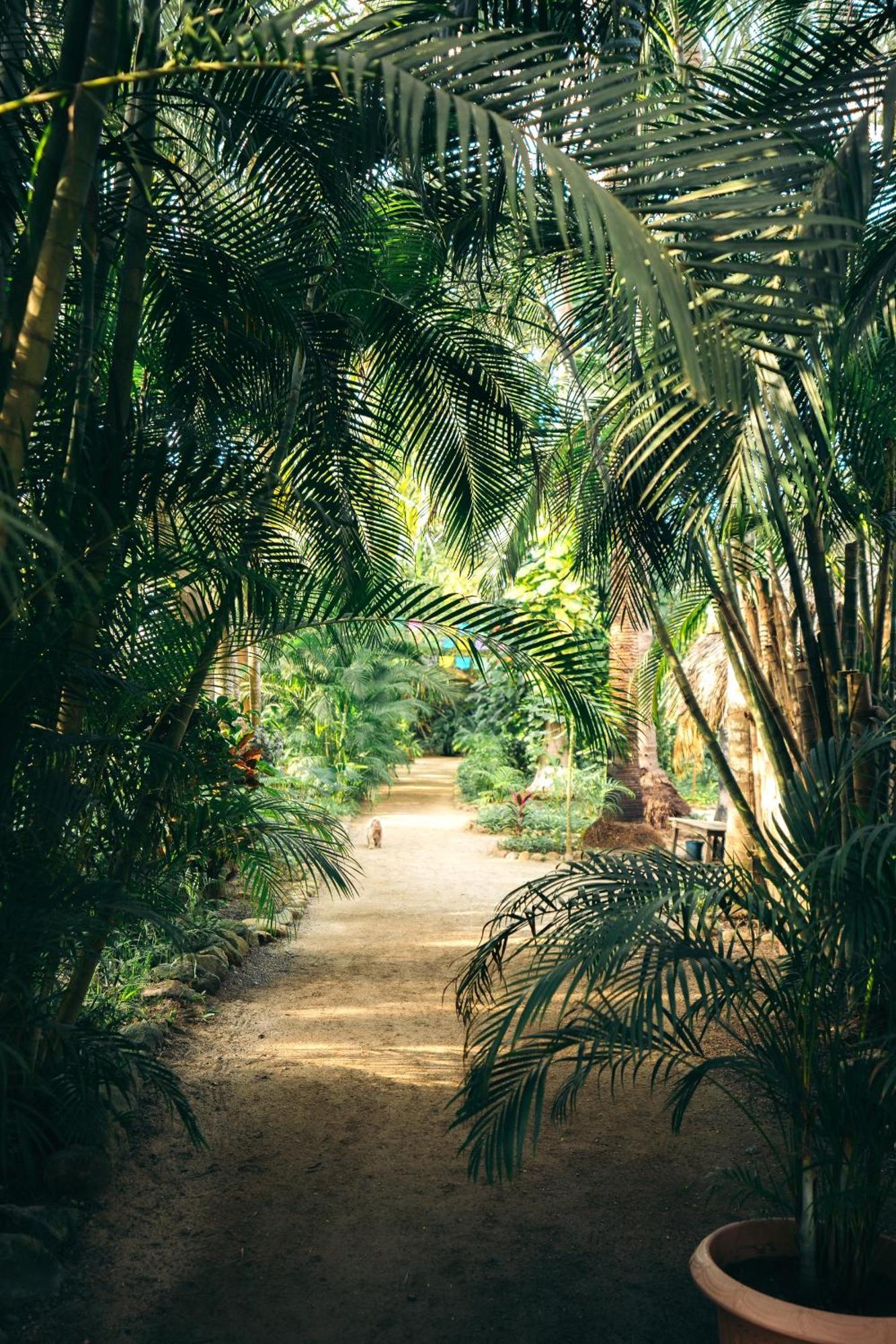 Junto Al Rio Bungalows & Suites Sayulita Bagian luar foto